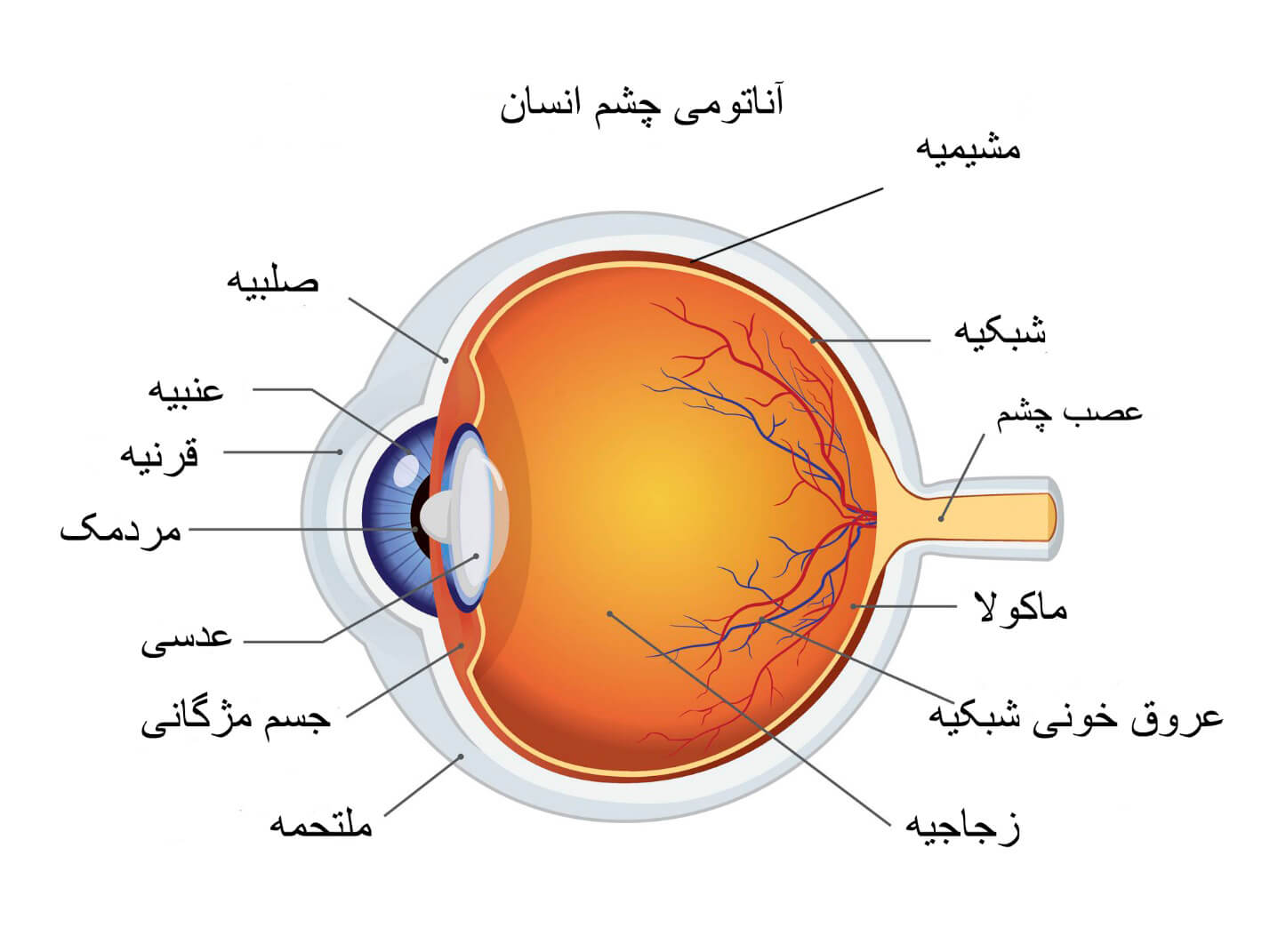 ماکولار بینایی