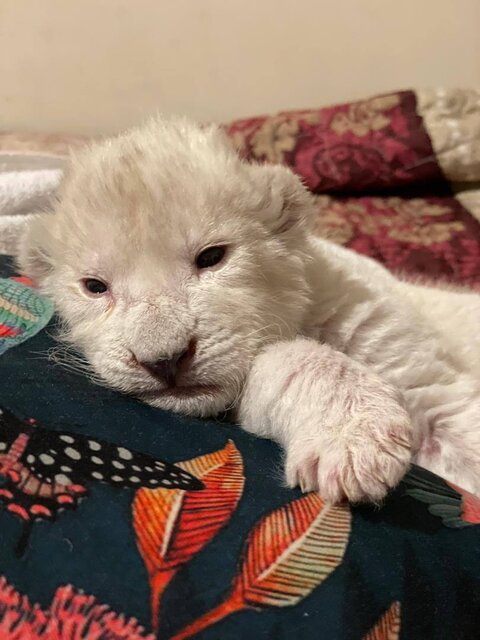 تولد یک شیر سفید3