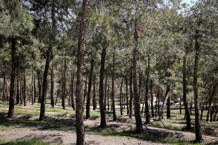 بوستان چیتگر