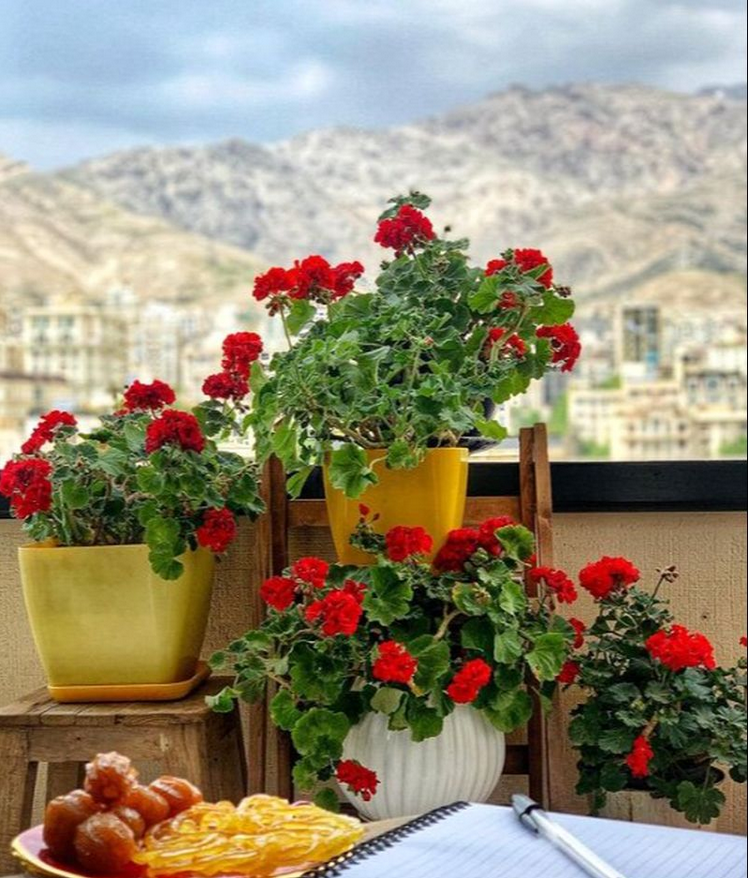 مهراوه شریفی‌نیا