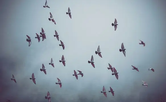 گربه‌ها و پرندگان وحشتزده در روزهای جنگ