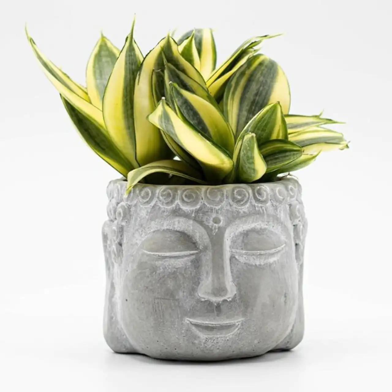 مدل گلدان برای گل سانسوریا + زیباترین مدل های گلدان ترند امسال برای گل سانسوریا