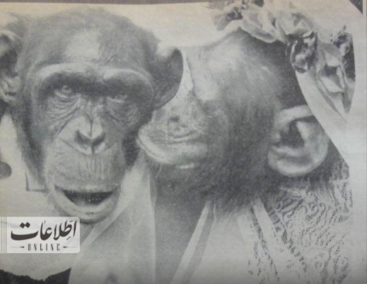 ازدواج میمون