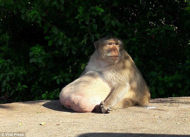 خطر مرگ برای میمون چاق