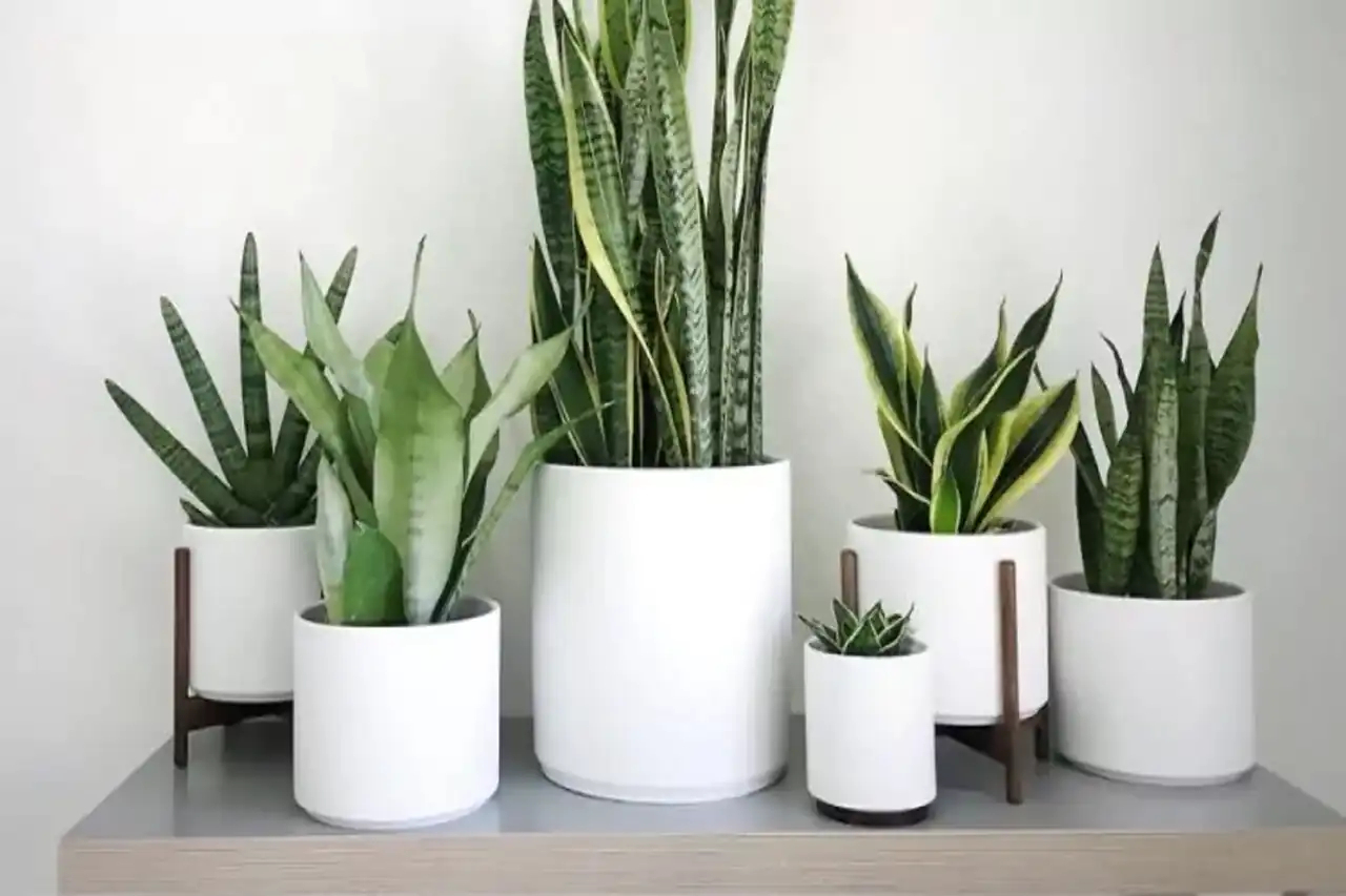 مدل گلدان برای گل سانسوریا + زیباترین مدل های گلدان ترند امسال برای گل سانسوریا