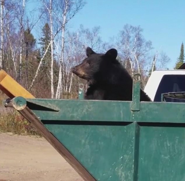 جست و جوهای خرس های گرسنه در سطل های زباله