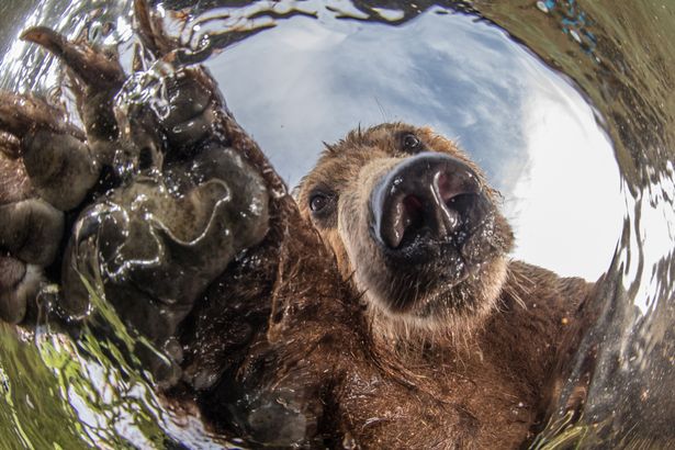 بازی دیدنی یک خرس با دوربین