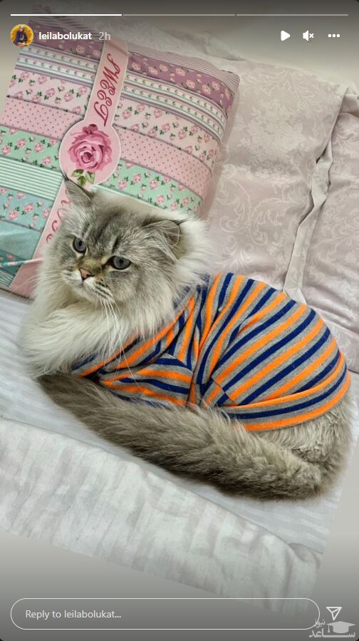 گربه لیلا بلوکات