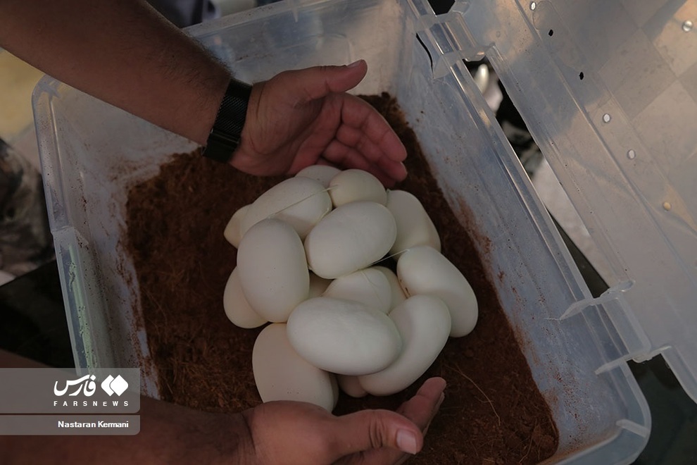 تصاویری از تخمگذاری مار پیتون در البرز