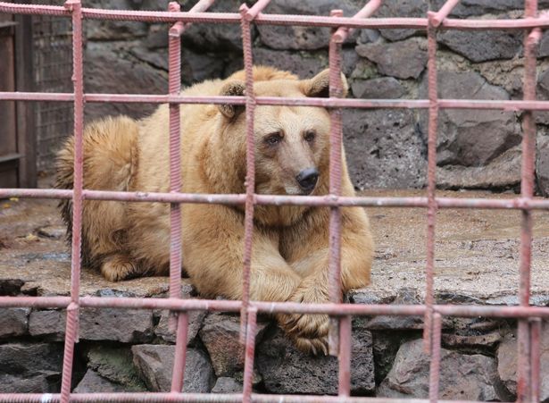 نجات خرس های گرسنه و خسته از قفس یک رستوران 