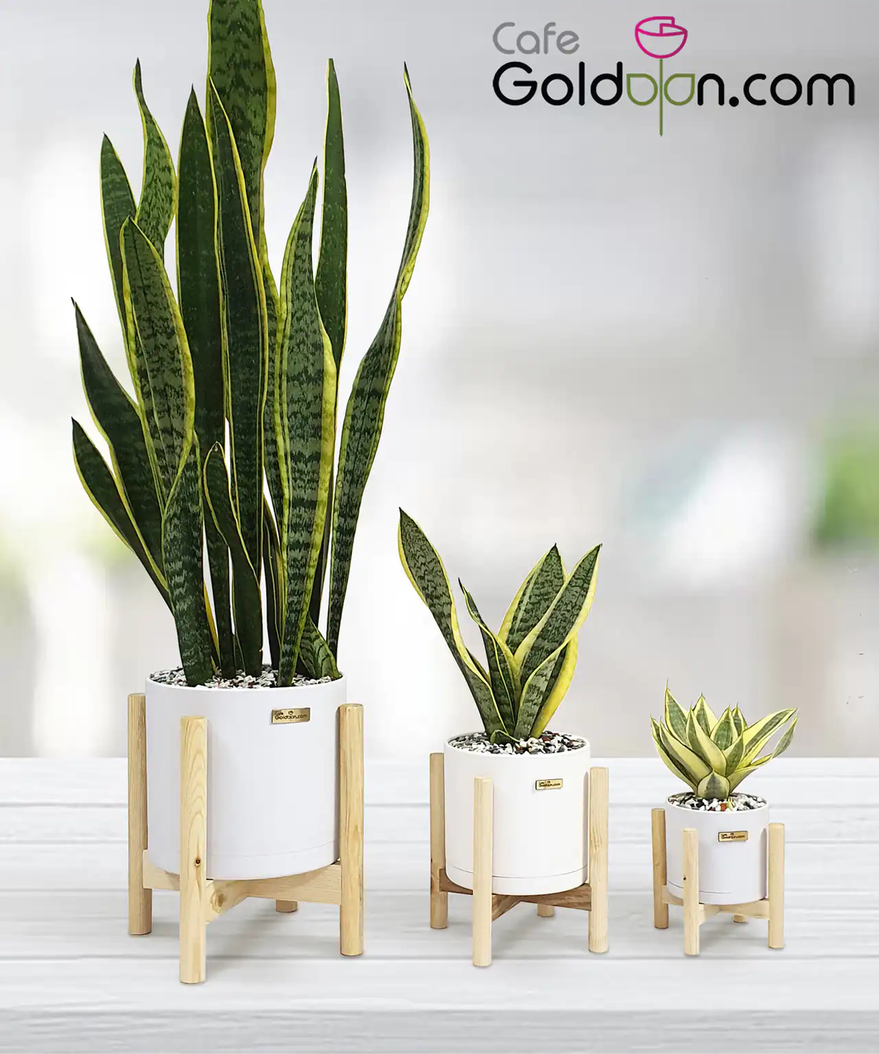 مدل گلدان برای گل سانسوریا + زیباترین مدل های گلدان ترند امسال برای گل سانسوریا