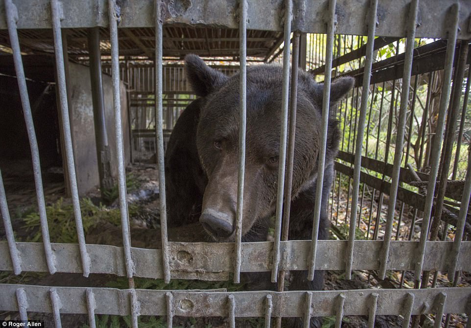 آزادی خرس اوکراینی پس از 16 سال اسارت