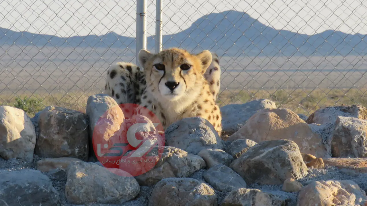 یوزپلنگ ایرانی