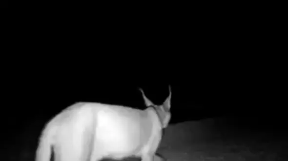 ثبت تاریخی تصویری از سیاه گوش در ارتفاعات استان فارس + فیلم