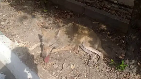 پرسه وحشتناک یک گرگ در روز روشن وسط شهر اهواز + عکس ها