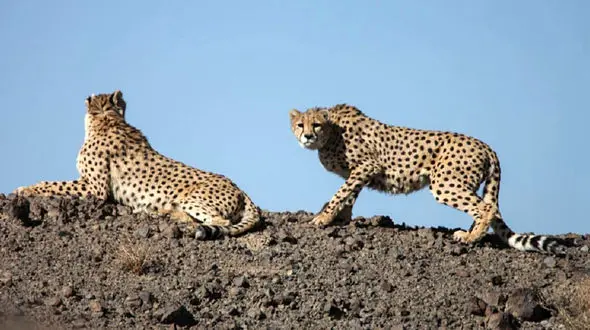 خبر خوب / مشاهده دو قلاده یوزپلنگ در  طبس / جمعیت یوزهای ایرانی افزایش یافت 