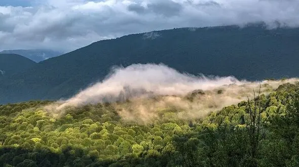 ۲۳ هکتار جنگل هیرکانی آزاد شد