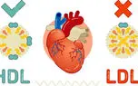 ال دی ال (LDL ) در آزمایش خون چیست؟ / جدول راهنمای سطح ال دی ال خون