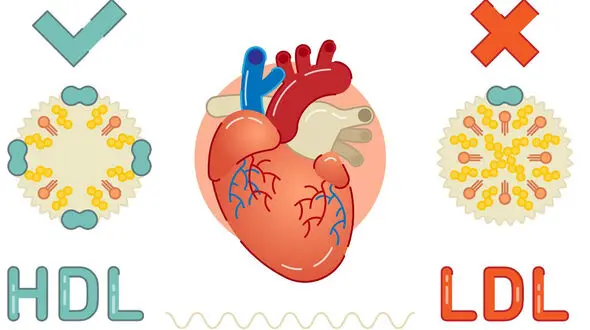 ال دی ال (LDL ) در آزمایش خون چیست؟ / جدول راهنمای سطح ال دی ال خون