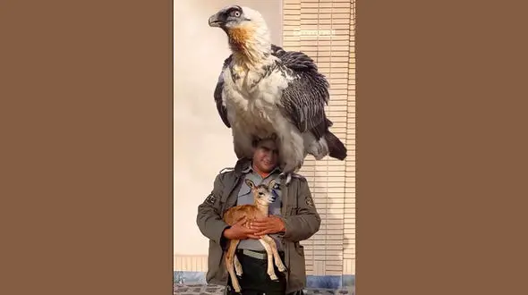 فیلم کم نظیر از همای سعادت غول پیکر  بر روی دوش محیط بان ایرانی / بچه آهو هم در آغوشش هست 