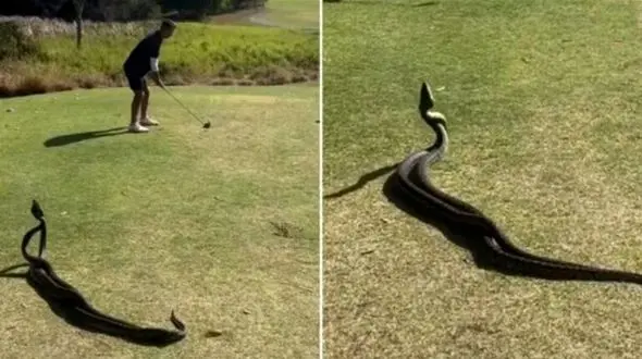 فیلم / لحظه‌ی عجیبی که دو مار پیتون در نزدیکی یک گلف‌باز روی زمین با هم می‌جنگند 