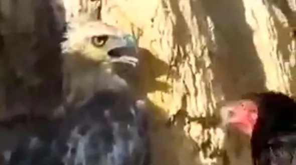 مقاومت جانانه یک مرغ در برابر عقاب گرسنه + فیلم