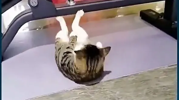 فیلم بدنسازی یک گربه بدنساز / عجیب اما واقعی