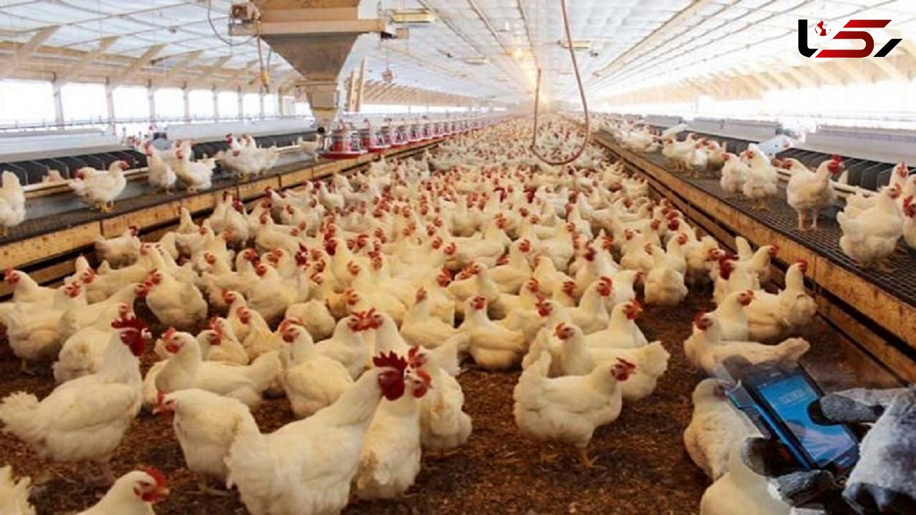 کشف ۱۲۰ تن مرغ زنده قاچاق در خرم‌آباد