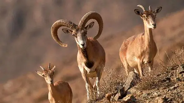 قوچ "اوریال" و روزهایی در تب خشکسالی