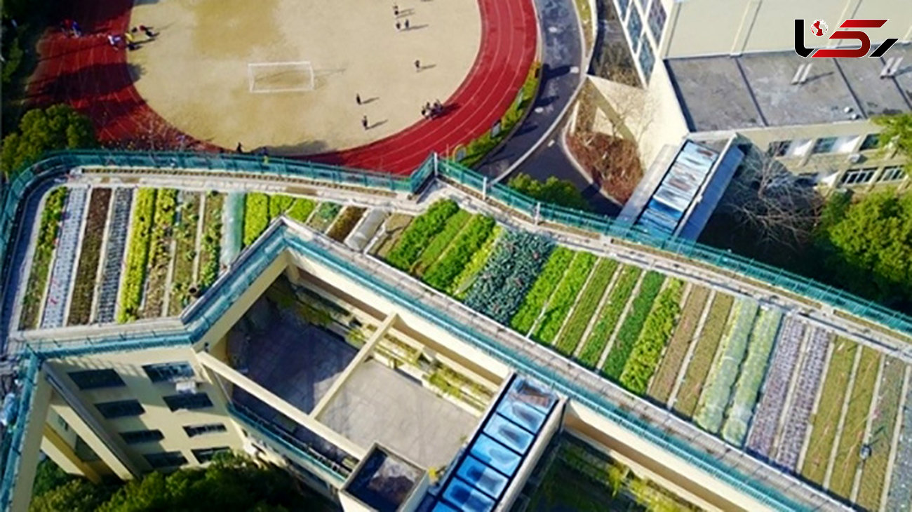 پرورش محصولات کشاورزی روی سقف یک مدرسه در چین+تصاویر