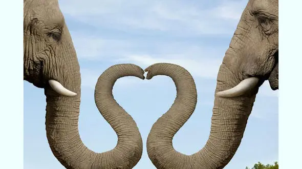 تصاویری از قدرت نمایی خارق العاده فیل ها + عکس