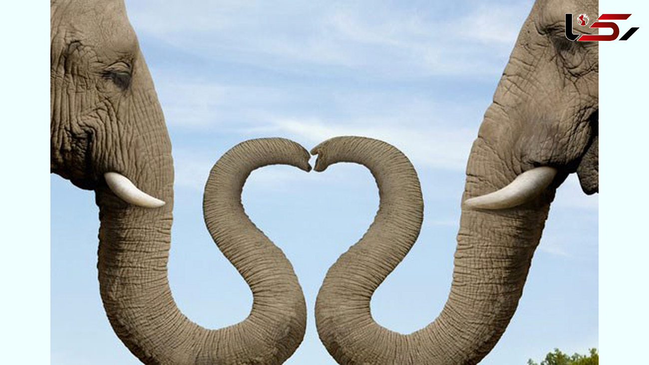 تصاویری از قدرت نمایی خارق العاده فیل ها + عکس