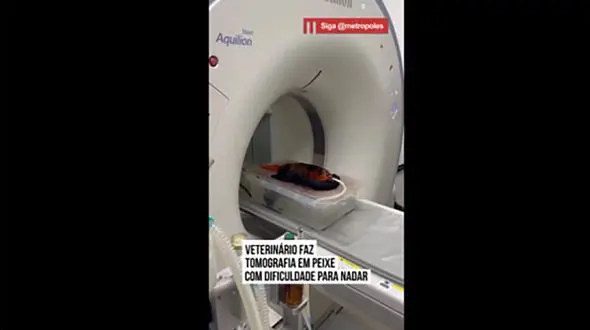 حقایق جذابی که سی‌ تی‌ اسکن یک ماهی آشکار کرد + فیلم
