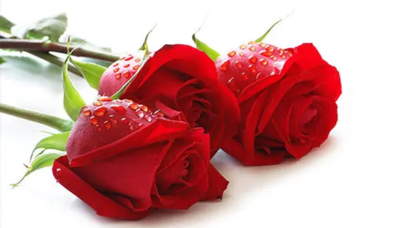 افزایش ۵۰ درصدی قیمت گل به مناسبت ولنتاین! 