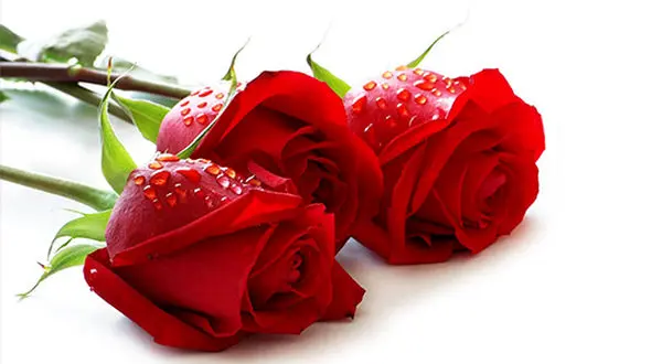 افزایش ۵۰ درصدی قیمت گل به مناسبت ولنتاین! 