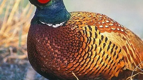 دو چهره از حیات وحش