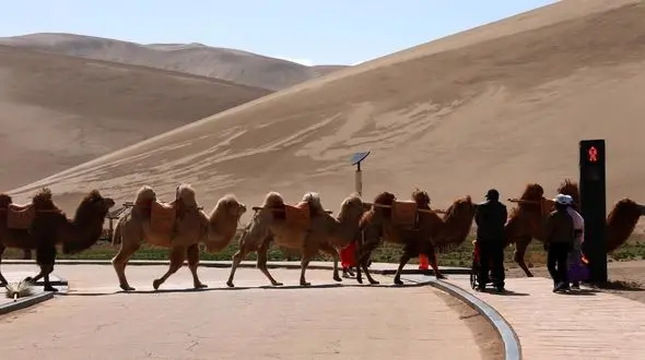 قوانین رانندگی برای شترها + عکس جالب از چراغ راهنمایی در صحرا