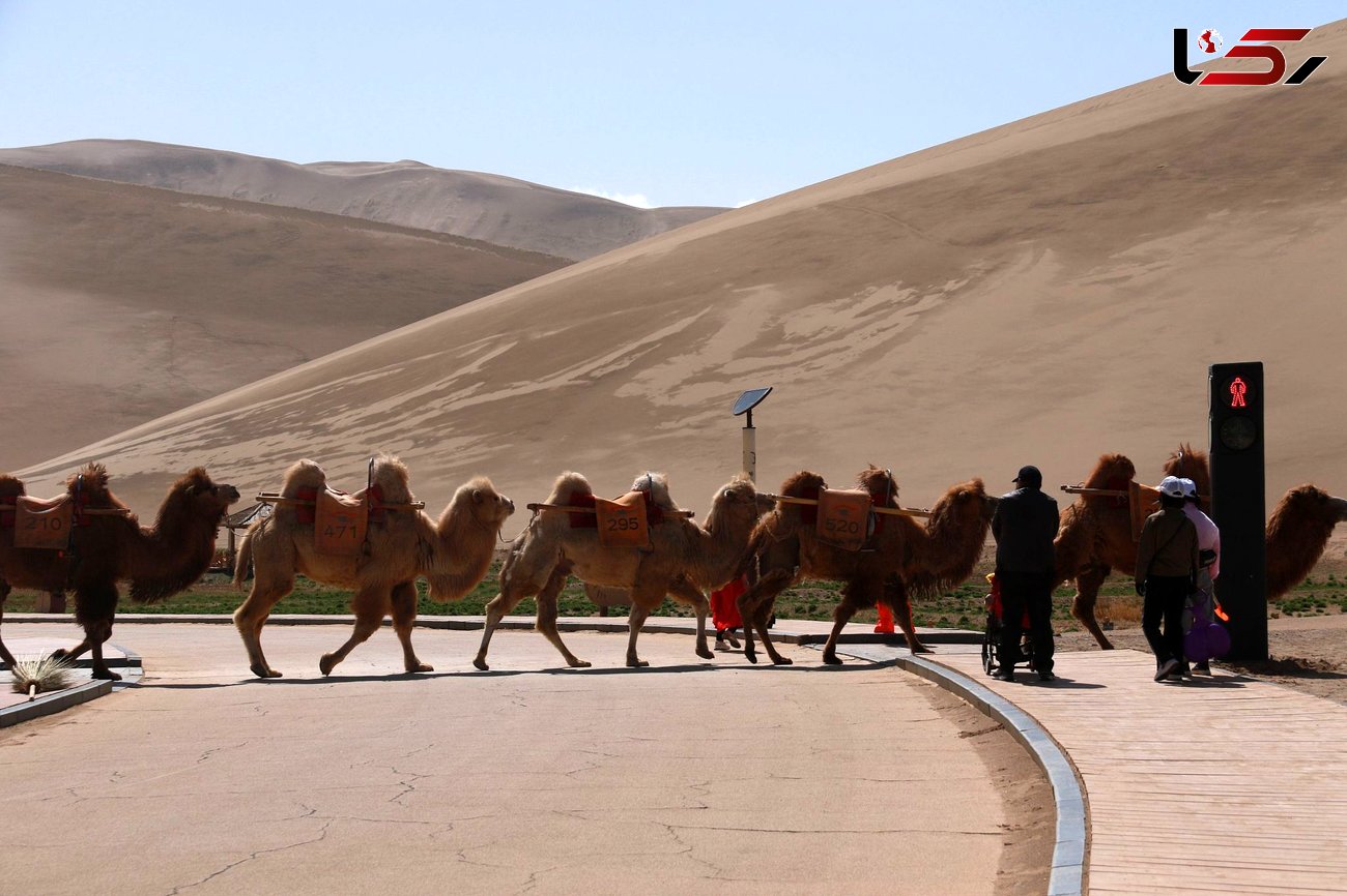 قوانین رانندگی برای شترها + عکس جالب از چراغ راهنمایی در صحرا