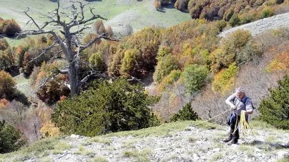 مبارزه پیرترین درخت جهان با تغییرات اقلیمی+عکس