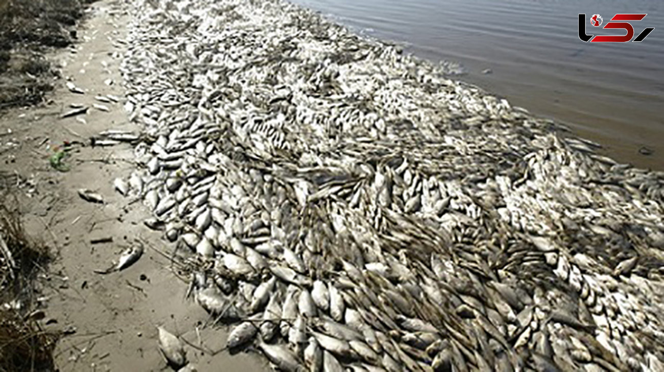 پیگیری مرگ ماهیان در دستور کار دادستانی آذربایجان غربی + عکس 
