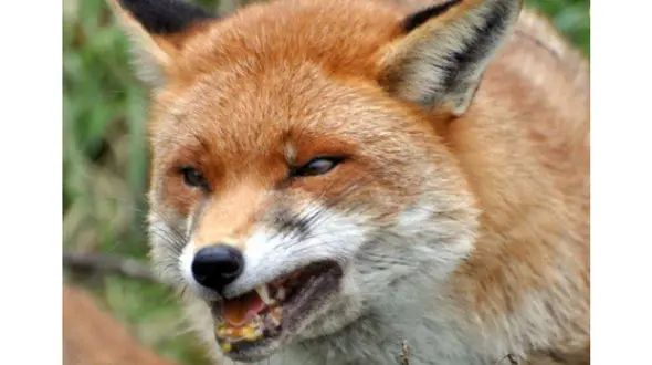 حمله روباه های گرسنه به خانه آبادانی ها + جزییات