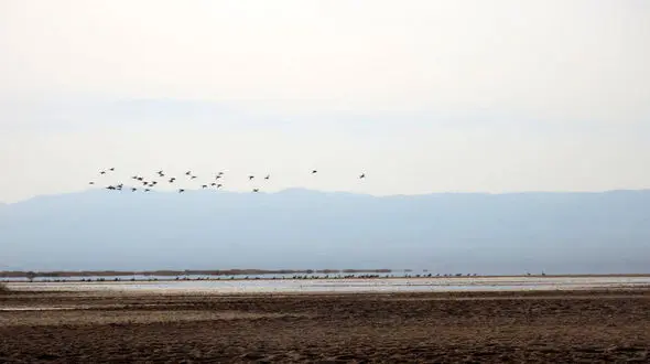 جوشیدن دوباره چشمه های «تالاب کجی» در خراسان جنوبی 