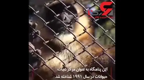 وحشتناکترین حیوانات در خانه این مرد زندگی می کنند + تصاویر باورنکردنی