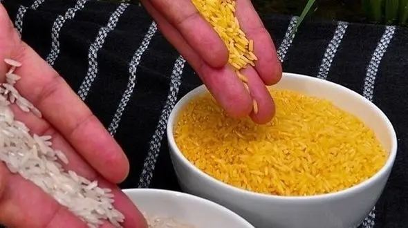 برنج طلایی تامین کننده ویتامین آ 