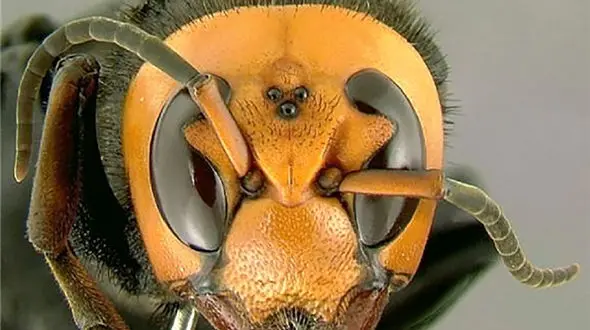حمله زنبورهای آدمکش به شهرهای امریکا 