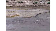 فیلم دردناک جان دادن ماهی ها در رودخانه گاماسیاب 