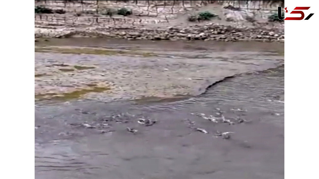 فیلم دردناک جان دادن ماهی ها در رودخانه گاماسیاب 