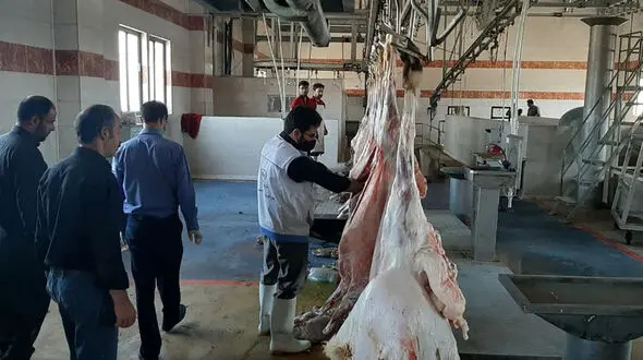 مسمومیت گله گوسفند و تلف شدن ۱۴ راس آن در شادگان گلپایگان