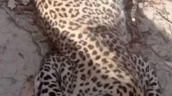 لاشه یک قلاده پلنگ در کلاله کشف شد