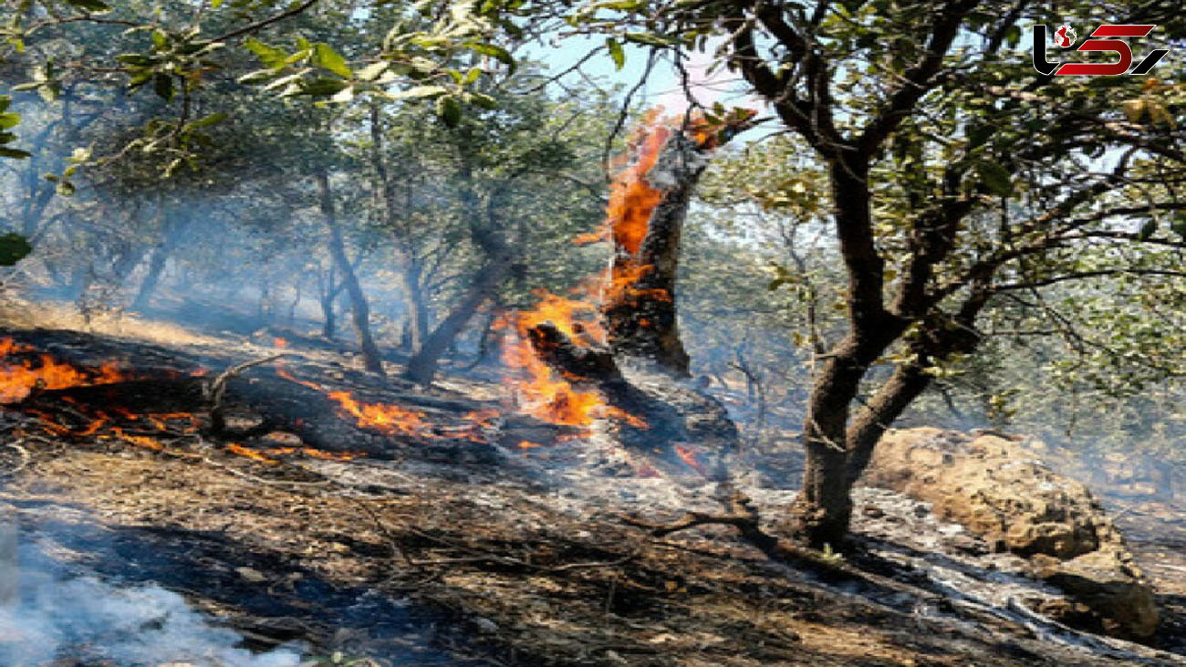 آتش سوزی 50 اصله درخت میوه در ایلام